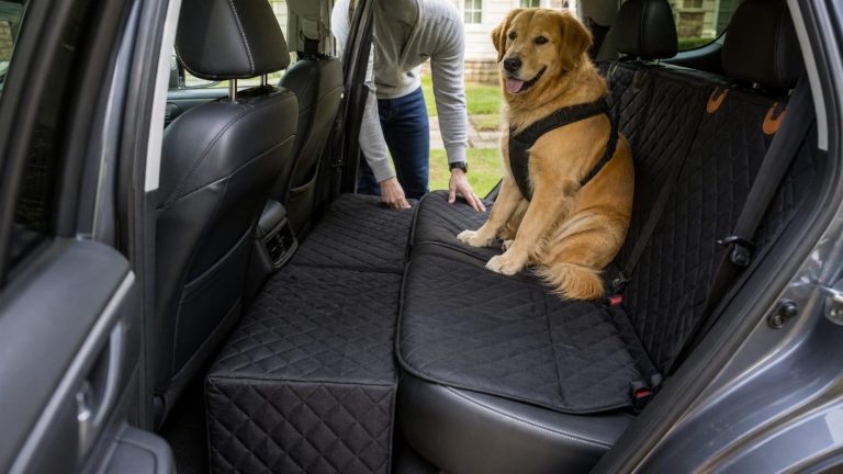 Dog owner checking a black back seat extender in an SUV while a large dog sits calmly on the rear seat